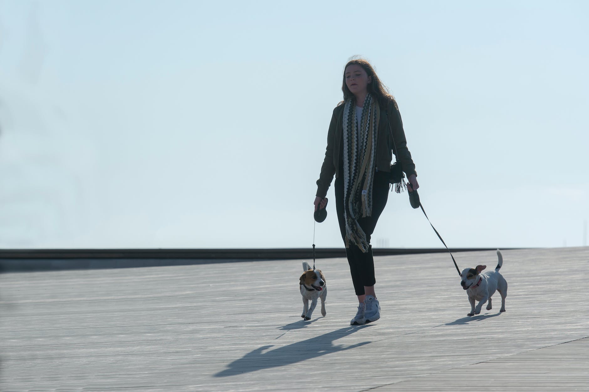 a woman walking with her pet dogs