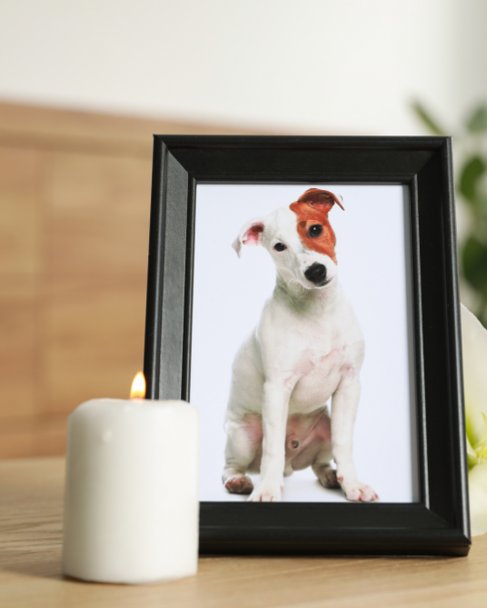 What to Write in a Card for the Loss of a Pet